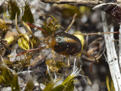 Acariformes