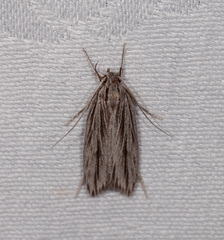 Leistarcha scitissimella