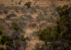 Tragelaphus oryx oryx