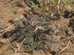 Chaenactis douglasii alpina