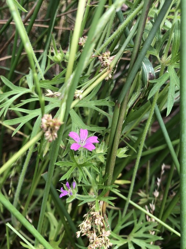 Geranium dissectum iNat (3)