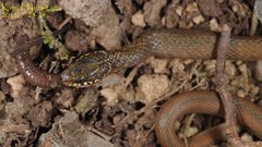 Hebius vibakari