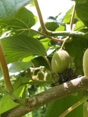 Amphipsalta cingulata