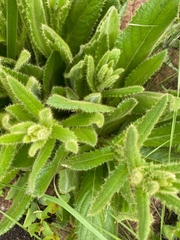 Buddleja salviifolia