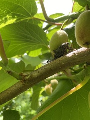 Amphipsalta cingulata