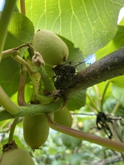 Amphipsalta cingulata