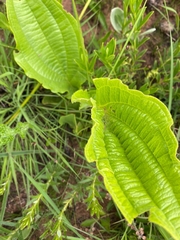 Buddleja salviifolia