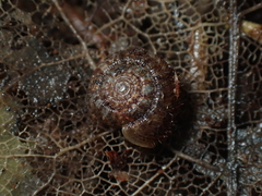 Neophenacohelix ziczac