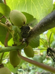 Amphipsalta cingulata