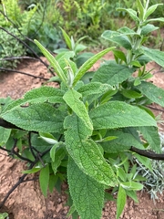 Buddleja salviifolia