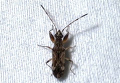 Neopamera albocincta