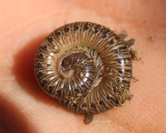 Parajulidae