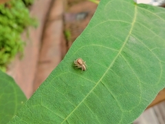 Cytaea