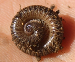 Parajulidae