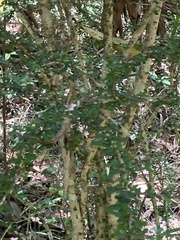 Phyllanthus microcladus