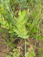 Buddleja salviifolia