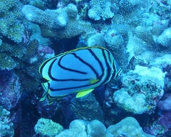 Chaetodon meyeri