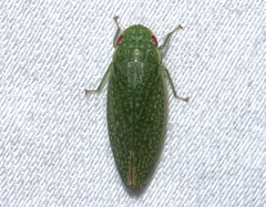 Rugosana