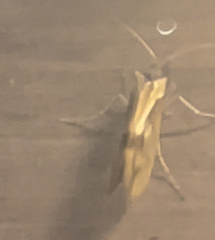 Platycentropus radiatus