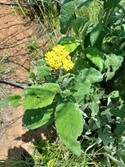 Buddleja salviifolia