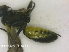 Campopleginae
