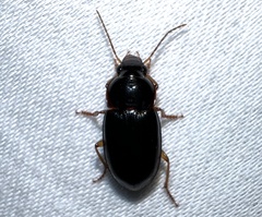 Harpalinae