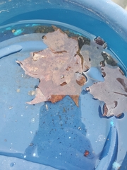 Campopleginae