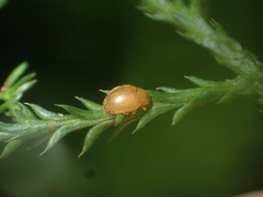 Adoxellus flavihirtus