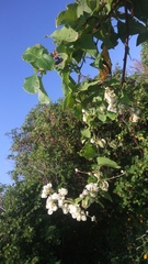 Antigonon flavescens