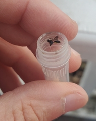 Campopleginae