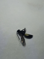 Campopleginae