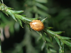 Adoxellus flavihirtus