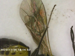 Campopleginae