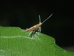 Pyroderces apparitella
