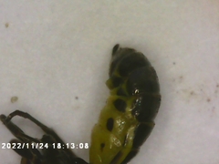 Campopleginae