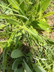 Buddleja salviifolia