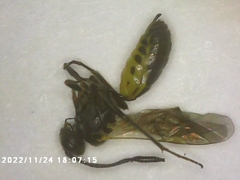 Campopleginae