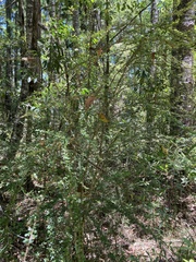 Phyllanthus microcladus