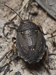 Platycoris rugosus