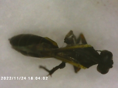 Campopleginae