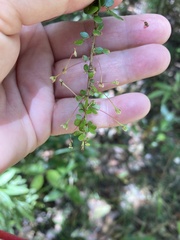 Phyllanthus microcladus