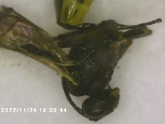 Campopleginae