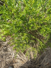 Buddleja salviifolia