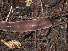 Arthurdendyus australis