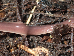 Arthurdendyus australis