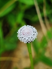 Eriocaulon