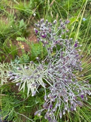 Buddleja salviifolia