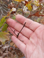 Quercus georgiana