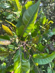 Buddleja salviifolia