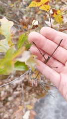 Quercus georgiana